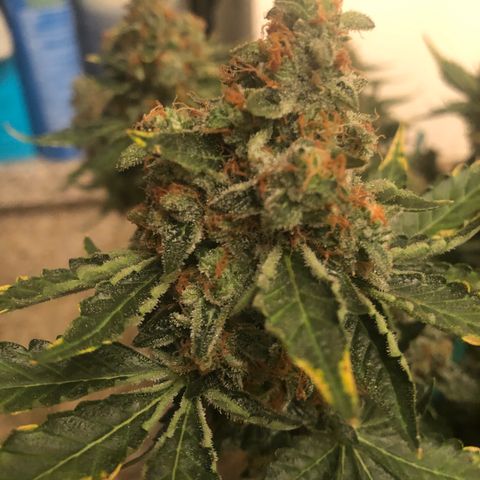 Number 3  growlog timeline photo