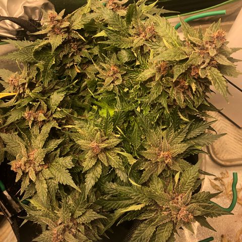 Number 1 growlog timeline photo