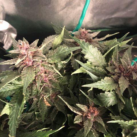 Number 1 growlog timeline photo