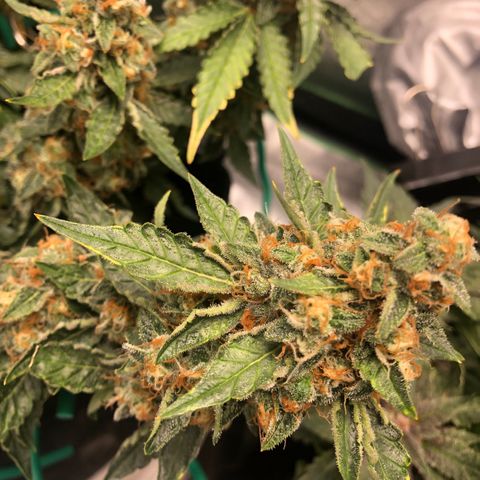 Number 3  growlog timeline photo