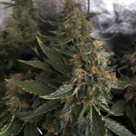 Number 3  growlog timeline photo