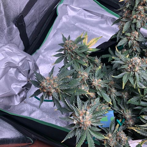 Number 3  growlog timeline photo