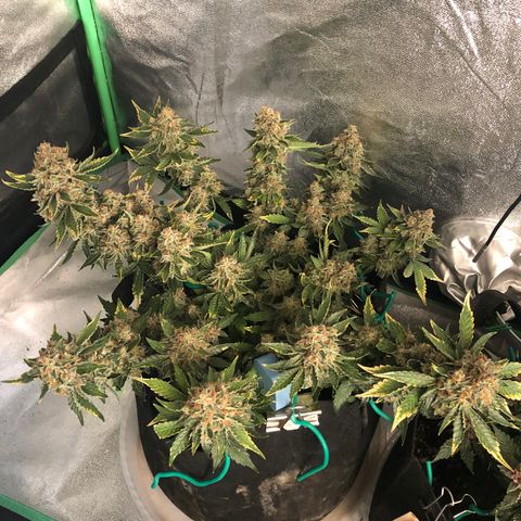 Number 3  growlog timeline photo