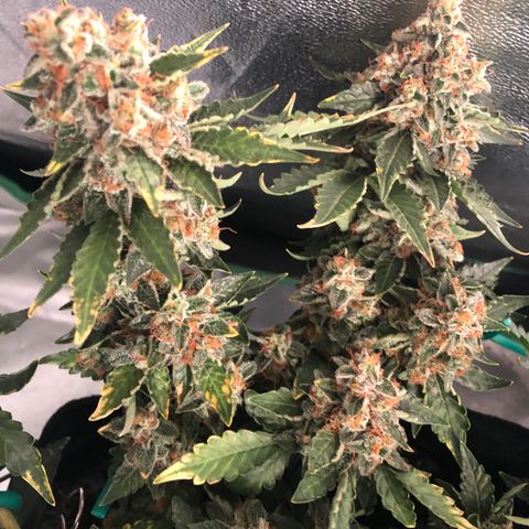 Number 3  growlog timeline photo