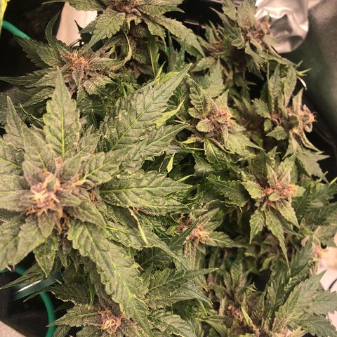 Number 1 growlog timeline photo