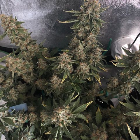 Number 3  growlog timeline photo