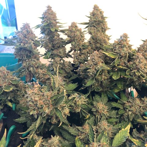 Number 3  growlog timeline photo