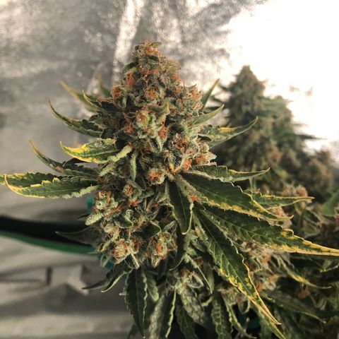 Number 3  growlog timeline photo