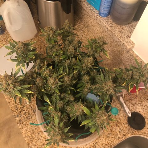 Number 3  growlog timeline photo