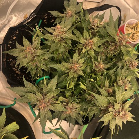 Number 1 growlog timeline photo