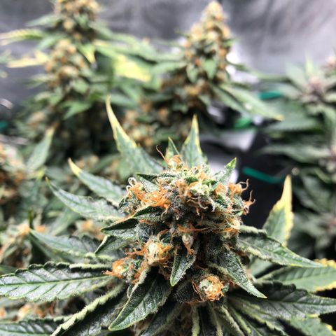 Number 3  growlog timeline photo