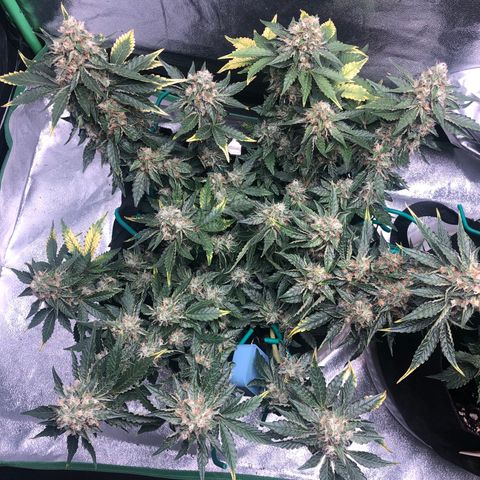 Number 3  growlog timeline photo