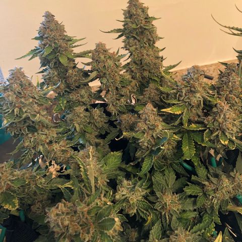 Number 3  growlog timeline photo