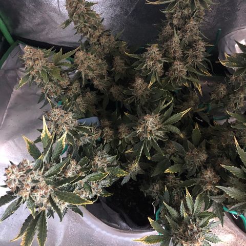 Number 3  growlog timeline photo