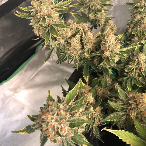 Number 3  growlog timeline photo