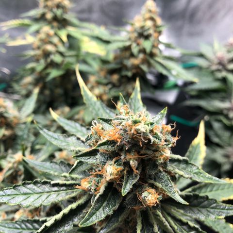 Number 3  growlog timeline photo