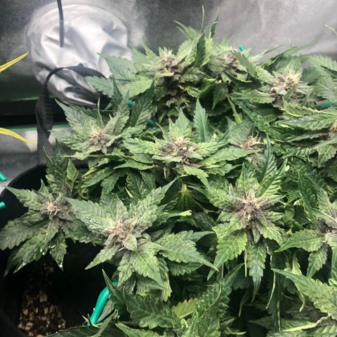 Number 1 growlog timeline photo