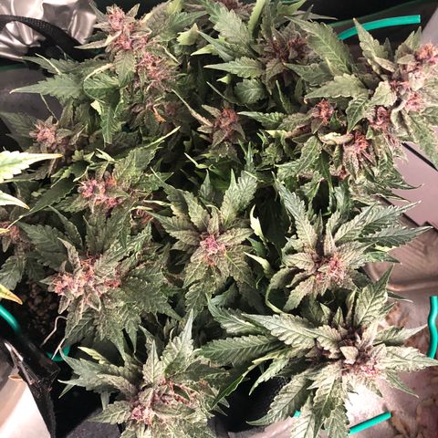 Number 1 growlog timeline photo