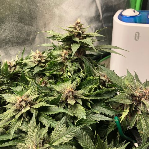 Number 1 growlog timeline photo
