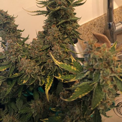 Number 3  growlog timeline photo