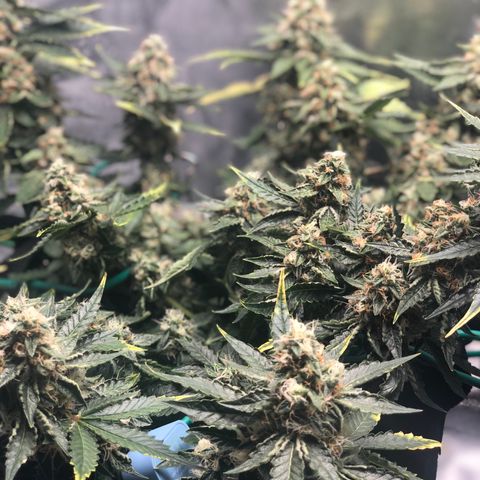 Number 3  growlog timeline photo