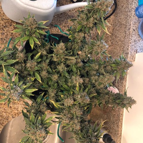 Number 3  growlog timeline photo