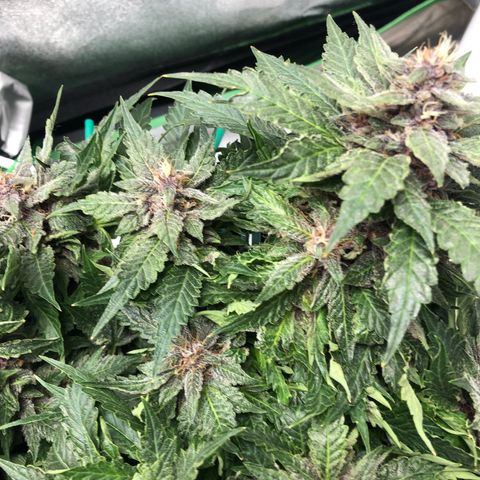 Number 1 growlog timeline photo