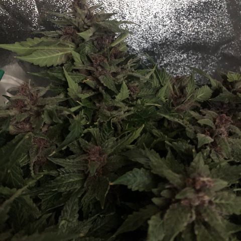 Number 1 growlog timeline photo