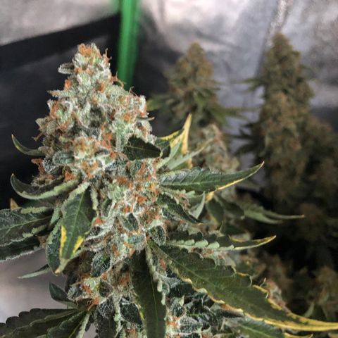 Number 3  growlog timeline photo