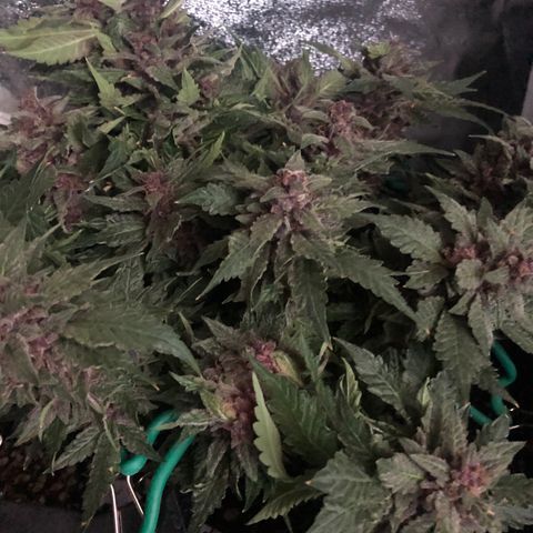 Number 1 growlog timeline photo