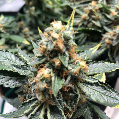 Number 3  growlog timeline photo