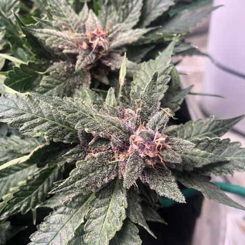 Number 1 growlog timeline photo