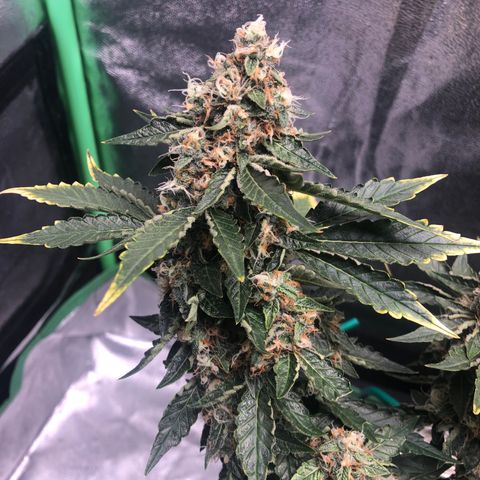 Number 3  growlog timeline photo