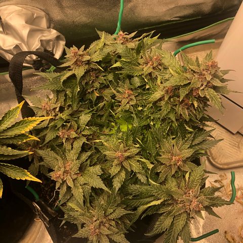 Number 1 growlog timeline photo