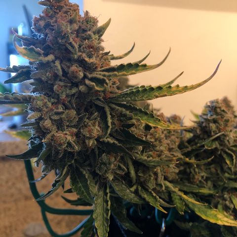 Number 3  growlog timeline photo