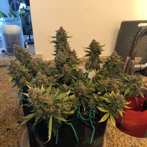 Number 3  growlog timeline photo
