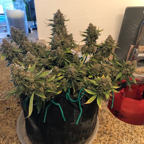 Number 3  growlog timeline photo