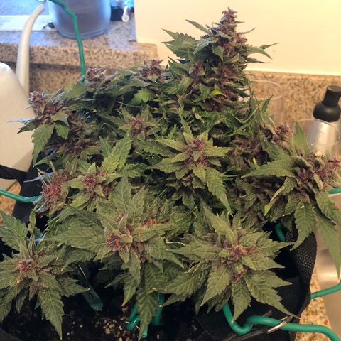 Number 1 growlog timeline photo
