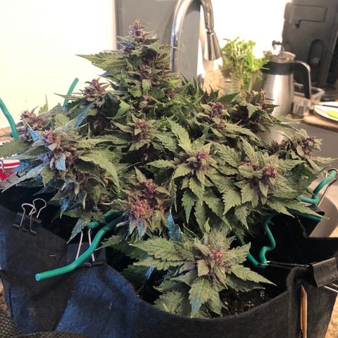 Number 1 growlog timeline photo
