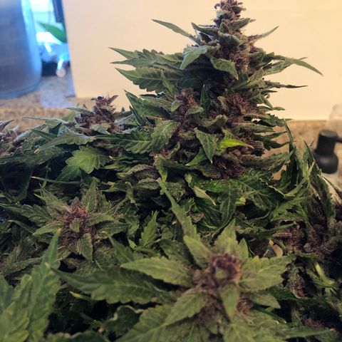 Number 1 growlog timeline photo