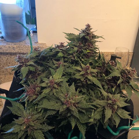 Number 1 growlog timeline photo