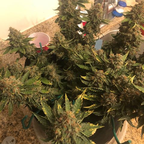 Number 3  growlog timeline photo