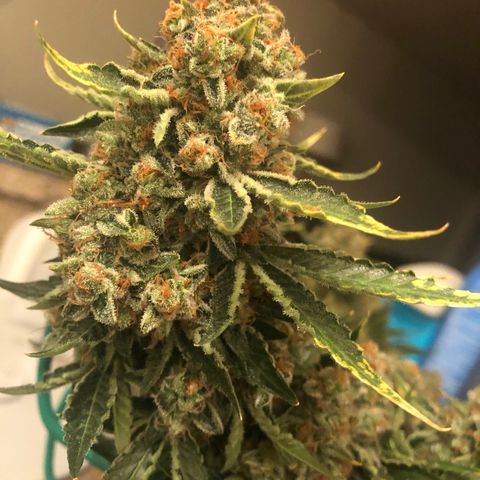 Number 3  growlog timeline photo