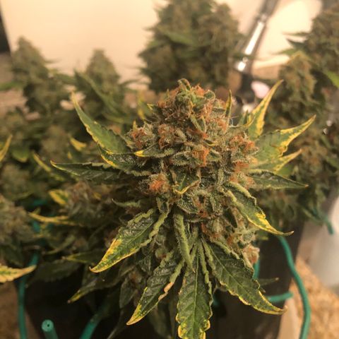 Number 3  growlog timeline photo
