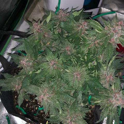 Number 1 growlog timeline photo