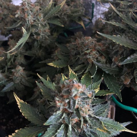 Number 3  growlog timeline photo