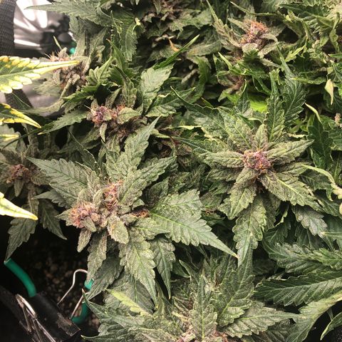 Number 1 growlog timeline photo