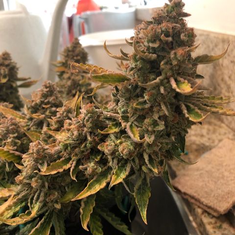 Number 3  growlog timeline photo