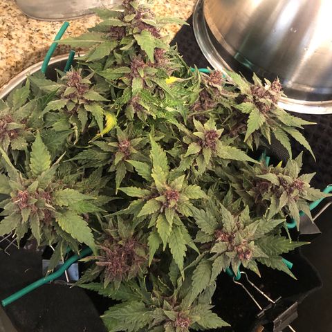 Number 1 growlog timeline photo