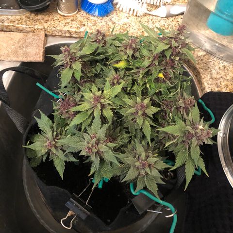 Number 1 growlog timeline photo